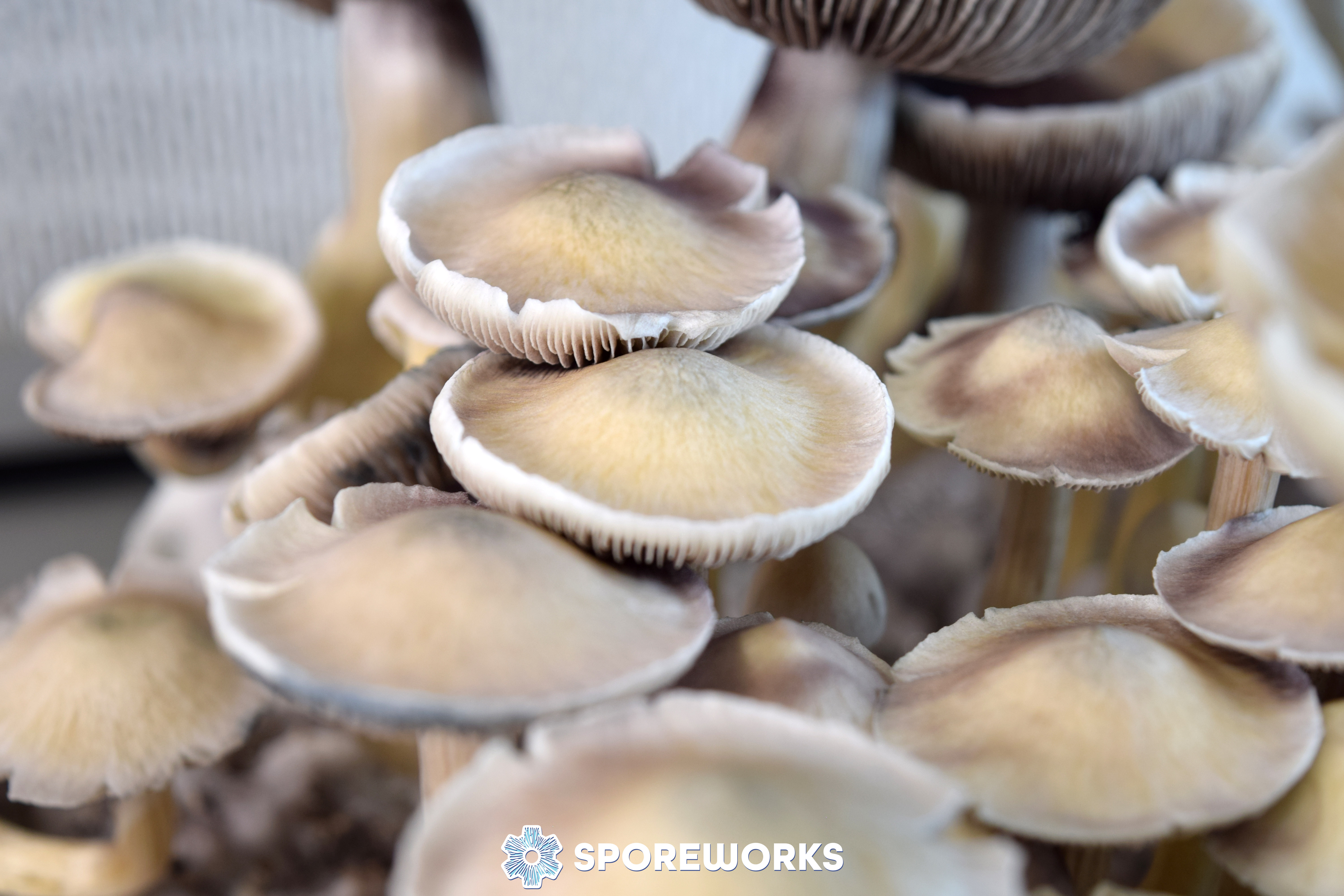 Psilocybe cubensis African Transkei Spore Syringe